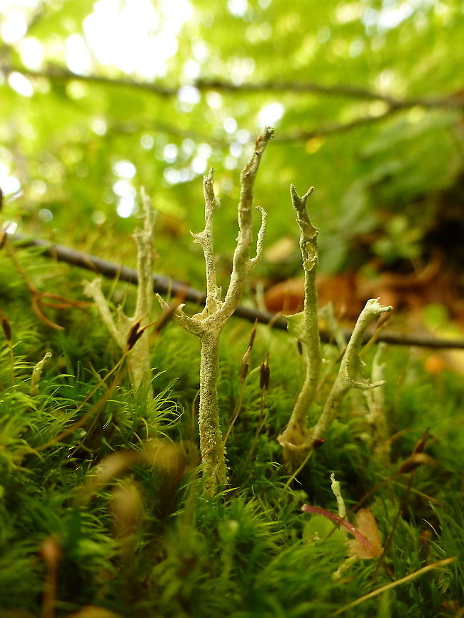 Mealy Forked Lichen I have never seen so many varieties of lichen in one place as I did In Fundy NPC including this Mealy Forked Lichen (Cladonia scabriuscula) Fundy National Park of Canada, New Brunswick, Canada. Canada,Cladonia scabriuscula,Fundy National Park of Canada,Geotagged,Mealy Forked Lichen,New Brunswick,Summer