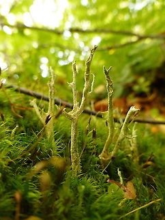 Mealy Forked Lichen I have never seen so many varieties of lichen in one place as I did In Fundy NPC including this Mealy Forked Lichen (Cladonia scabriuscula) Fundy National Park of Canada, New Brunswick, Canada. Canada,Cladonia scabriuscula,Fundy National Park of Canada,Geotagged,Mealy Forked Lichen,New Brunswick,Summer