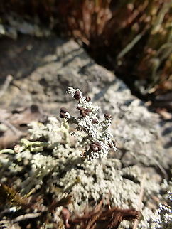 Rock Foam Lichen On the rock faces of the Canadian Shield is where you will find this lichen, Rock Foam (Stereocaulon saxatile) Gatineau Park, Quebec, Canada. Canada,Canadian Shield,Gatineau Park,Geotagged,Lichen,Quebec,Rock Foam,Rock Foam Lichen,Stereocaulon saxatile,Summer