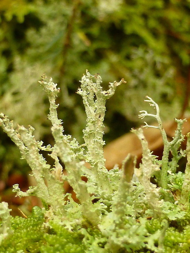 Dragon Funnel Lichen Deep in the damp woods of Fundy NPC the lichens abound including the Dragon Funnel Lichen (Cladonia squamosa) Fundy National Park of Canada, New Brunswick, Canada. Canada,Cladonia squamosa,Dragon Funnel Lichen,Fundy National Park of Canada,Geotagged,New Brunswick,Summer