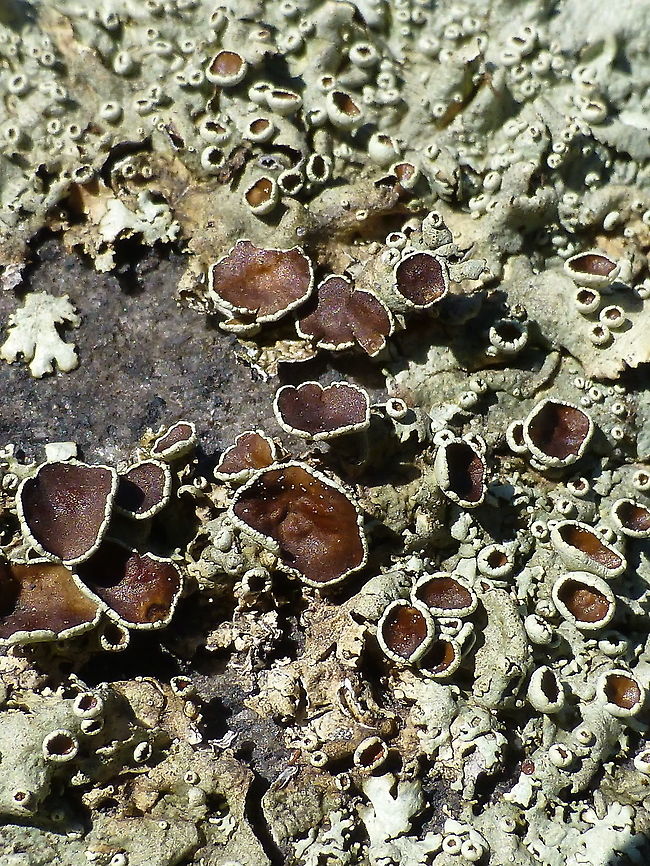 Cumberland Rock-shield Lichen On the Canadian Shield rock faces one can find the Cumberland Rock-shield (Xanthoparmelia cumberlandia) lichen at Alleyn-et-Cawood, Quebec, Canada. Alleyn-et-Cawood,Canada,Canadian Shield,Cumberland Rock-shield,Geotagged,Lichen,Quebec,Shingled rock shield lichen,Summer,Xanthoparmelia cumberlandia