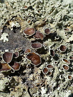 Shingled rock shield lichen