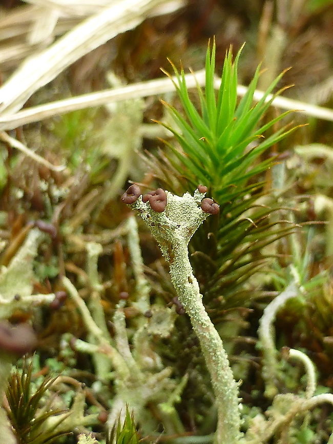 Wand Lichen Amongst the moss and other lichens in a sand pit was the Wand Lichen (Cladonia rei) Alleyn-et-Cawood, Quebec, Canada. Alleyn-et-Cawood,Canada,Cladonia rei,Geotagged,Quebec,Summer,Wand Lichen