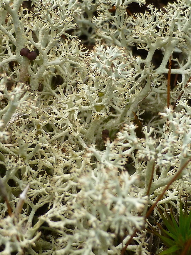 Green Reindeer Lichen There are three types in Canada and this is the Green Reindeer Lichen (Cladonia arbuscula mitis) Alleyn-et-Cawood, Quebec, Canada. Alleyn-et-Cawood,Canada,Cladonia arbuscula mitis,Geotagged,Green Reindeer Lichen,Quebec,Summer