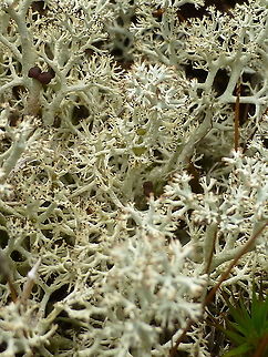 Green Reindeer Lichen There are three types in Canada and this is the Green Reindeer Lichen (Cladonia arbuscula mitis) Alleyn-et-Cawood, Quebec, Canada. Alleyn-et-Cawood,Canada,Cladonia arbuscula mitis,Geotagged,Green Reindeer Lichen,Quebec,Summer