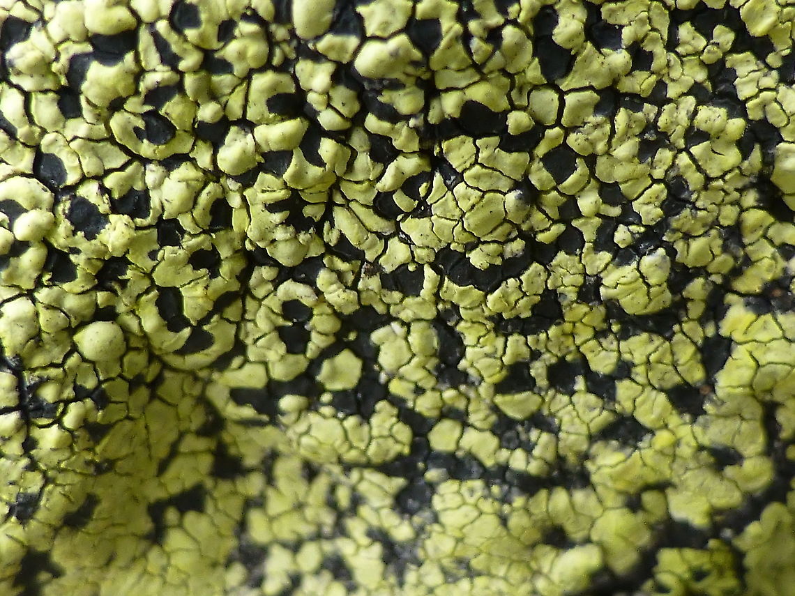 Map Lichen Lichens of the mountains include the Map Lichen (Rhizocarpon geographicum) Cadillac Mountain &bull; Acadia National Park, Maine, United States. Acadia National Park,Cadillac Mountain,Geotagged,Maine,Map Lichen,Rhizocarpon geographicum,Summer,United States