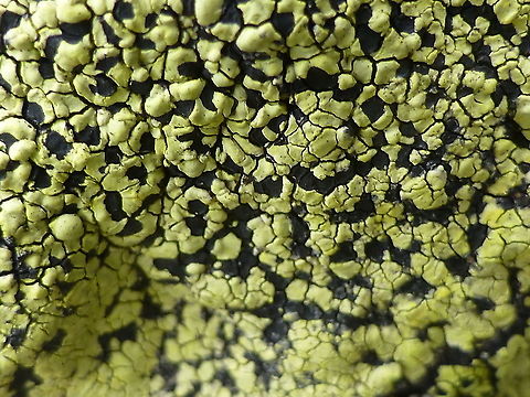 Map Lichen Lichens of the mountains include the Map Lichen (Rhizocarpon geographicum) Cadillac Mountain &bull; Acadia National Park, Maine, United States. Acadia National Park,Cadillac Mountain,Geotagged,Maine,Map Lichen,Rhizocarpon geographicum,Summer,United States