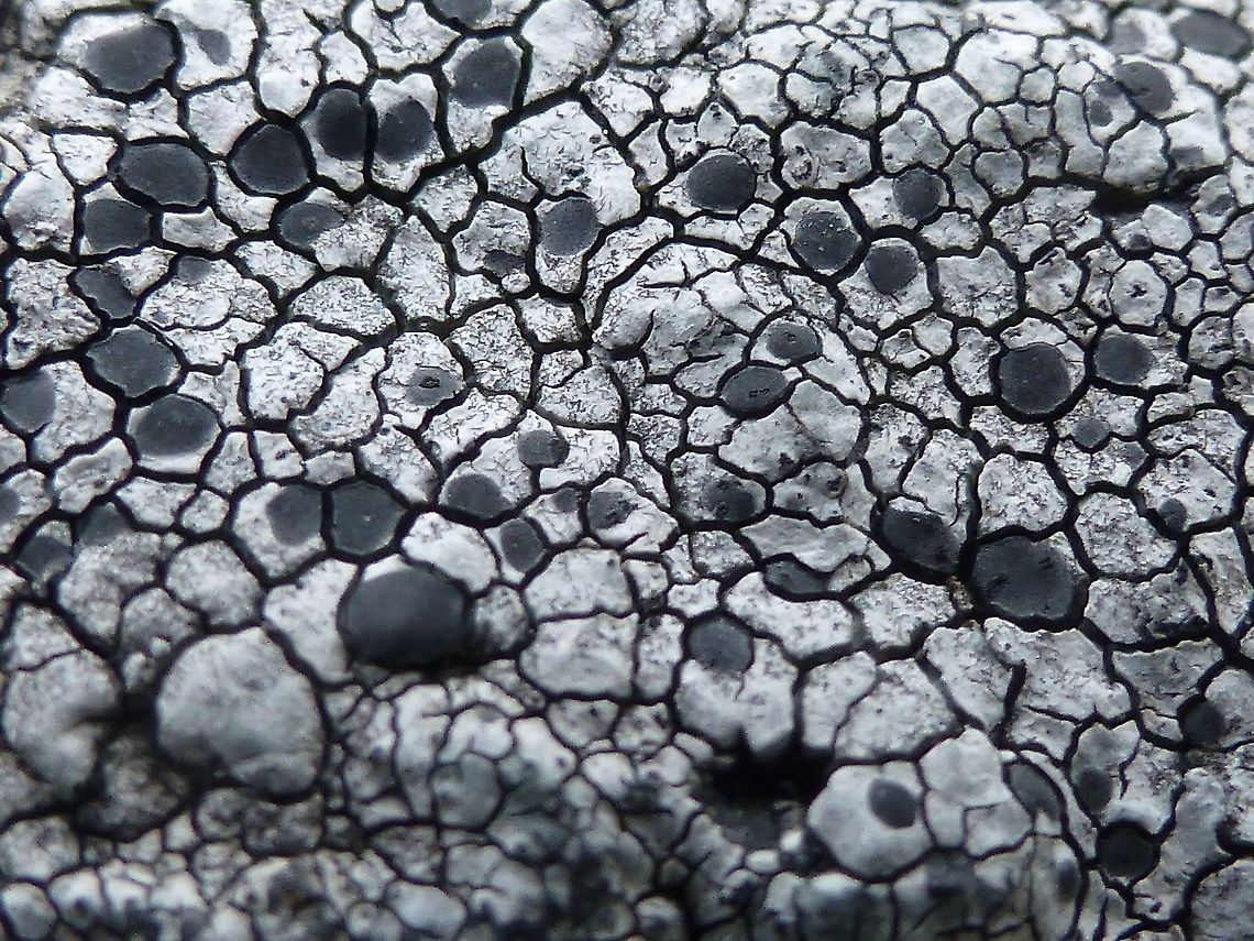 Twin Map Lichen Another is the Twin Map Lichen (Rhizocarpon geminatum) Cadillac Mountain &bull; Acadia National Park, Maine, United States. Acadia National Park,Cadillac Mountain,Geotagged,Maine,Rhizocarpon geminatum,Summer,Twin Map Lichen,United States