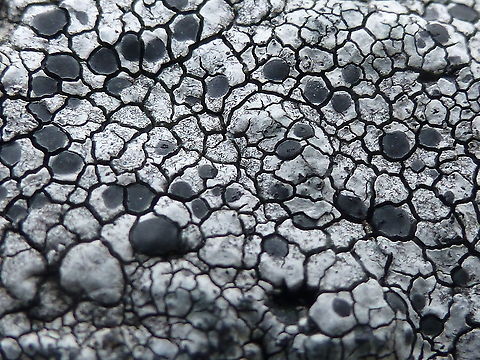 Twin Map Lichen Another is the Twin Map Lichen (Rhizocarpon geminatum) Cadillac Mountain &bull; Acadia National Park, Maine, United States. Acadia National Park,Cadillac Mountain,Geotagged,Maine,Rhizocarpon geminatum,Summer,Twin Map Lichen,United States