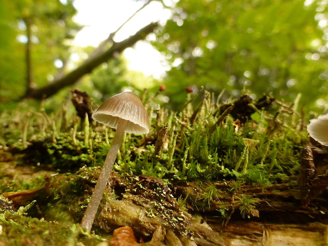 Grooved Bonnet Mushrooms and lichen abound at Fundy NPC including many Grooved Bonnet (Mycena polygramma) mushrooms at Fundy National Park of Canada, New Brunswick, Canada. Canada,Fundy National Park of Canada,Geotagged,Grooved Bonnet,Mycena polygramma,New Brunswick,Summer,mushroom