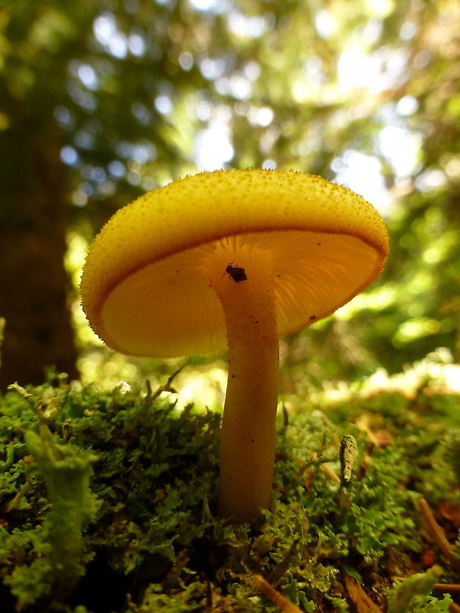 Decorated Mop Little visitor under the umbrella top of the Decorated Mop (Tricholomopsis decora) mushroom at Fundy National Park of Canada, New Brunswick, Canada. Canada,Decorated Mop,Fundy National Park of Canada,Geotagged,New Brunswick,Summer,Tricholomopsis decora,fungi,mushroom