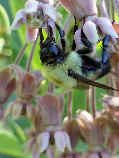 Brown-belted Bumble Bee A Brown-belted Bumble Bee (Bombus griseocollis) on Common Milkweed (Asclepias syriaca) at Alleyn-et-Cawood, Quebec, Canada. Alleyn-et-Cawood,Asclepias syriaca,Bombus griseocollis,Brown-belted Bumble Bee,Brown-belted bumblebee,Canada,Common Milkweed,Geotagged,Quebec,Summer