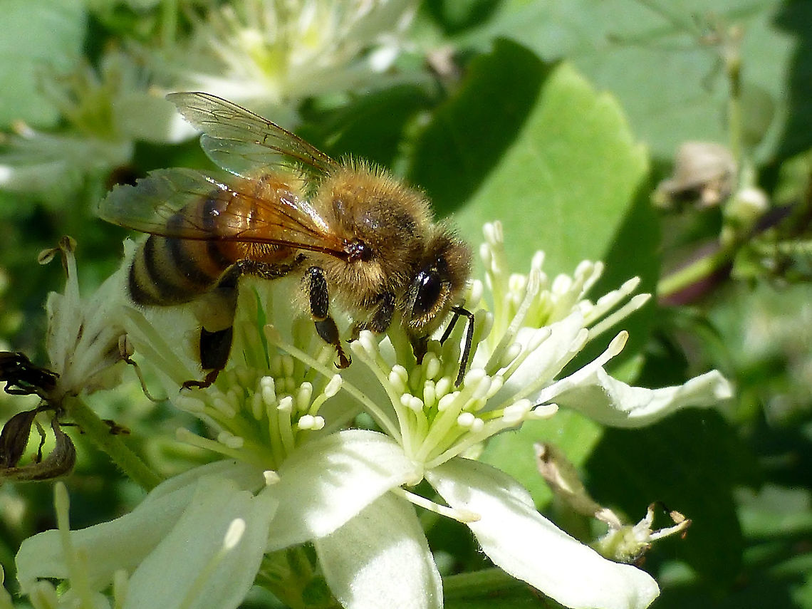 Western Honey Bee Western Honey Bee (Apis mellifera) on Virgin&#039;s Bower (Clematis virginiana), Alleyn-et-Cawood, Qu&eacute;bec, Canada. Alleyn-et-Cawood,Apis mellifera,Canada,Clematis virginiana,Geotagged,Québec,Summer,Virgin's Bower,Western Honey Bee,Western honey bee