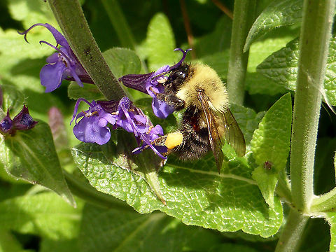 Two-spotted Bumble Bee A Two-spotted Bumble Bee (Bombus bimaculatus) on the flowers of an Urban Garden, Ottawa, Ontario, Canada. Bombus bimaculatus,Canada,Geotagged,Ontario,Ottawa,Spring,Two-spotted Bumble Bee,Two-spotted bumble bee,Urban Garden