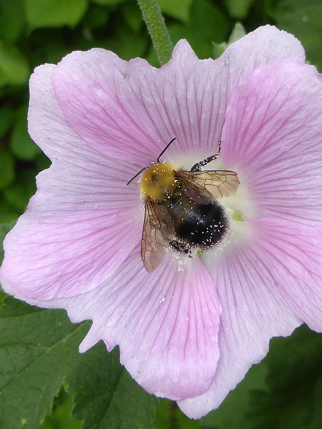 Perplexing Bumble Bee A Perplexing Bumble Bee (Bombus perplexus) pollinating a flower at an Urban Garden, Ottawa, Ontario, Canada. Bombus perplexus,Canada,Geotagged,Ontario,Ottawa,Perplexing Bumble Bee,Summer,Urban Garden