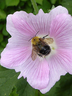 Perplexing Bumble Bee A Perplexing Bumble Bee (Bombus perplexus) pollinating a flower at an Urban Garden, Ottawa, Ontario, Canada. Bombus perplexus,Canada,Geotagged,Ontario,Ottawa,Perplexing Bumble Bee,Summer,Urban Garden