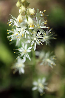 Heartleaf Foamflower Along the trail the Heartleaf Foamflower (Tiarella cordifolia) at the Bill Mason Centre, Dunrobin, Ottawa, Ontario, Canada. Bill Mason Centre,Canada,Dunrobin,Geotagged,Heartleaf Foamflower,Heartleaf foamflower,Ontario,Ottawa,Spring,Tiarella cordifolia