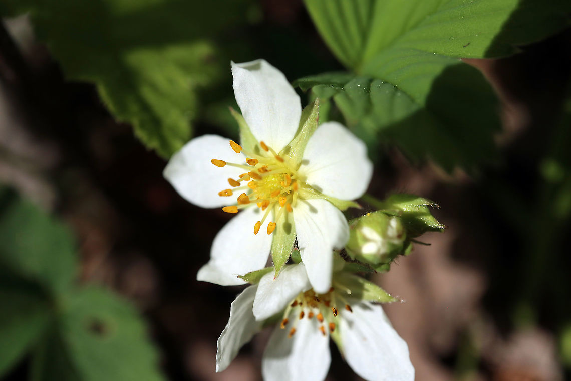 Wild Strawberry Wild Strawberry (Fragaria virginiana/vesca) next to the trail at the Bill Mason Centre, Dunrobin, Ottawa, Ontario, Canada. Bill Mason Centre,Canada,Dunrobin,Fragaria virginiana,Fragaria virginiana/vesca,Geotagged,Ontario,Ottawa,Spring,Virginia strawberry,Wild Strawberry