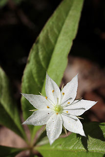 Northern Starflower Blooming just off the path is Northern Starflower (Lysimachia borealis ssp. borealis) at the Bill Mason Centre, Dunrobin, Ottawa, Ontario, Canada. Bill Mason Centre,Canada,Dunrobin,Geotagged,Lysimachia borealis,Lysimachia borealis ssp. borealis,Northern Starflower,Ontario,Ottawa,Spring
