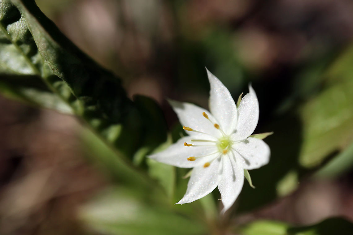 Northern Starflower Northern Starflower (Lysimachia borealis ssp. borealis) Bill Mason Centre, Dunrobin, Ottawa, Ontario, Canada. Bill Mason Centre,Canada,Dunrobin,Geotagged,Lysimachia borealis,Lysimachia borealis ssp. borealis,Northern Starflower,Ontario,Ottawa,Spring