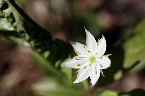 Northern Starflower Northern Starflower (Lysimachia borealis ssp. borealis) Bill Mason Centre, Dunrobin, Ottawa, Ontario, Canada. Bill Mason Centre,Canada,Dunrobin,Geotagged,Lysimachia borealis,Lysimachia borealis ssp. borealis,Northern Starflower,Ontario,Ottawa,Spring
