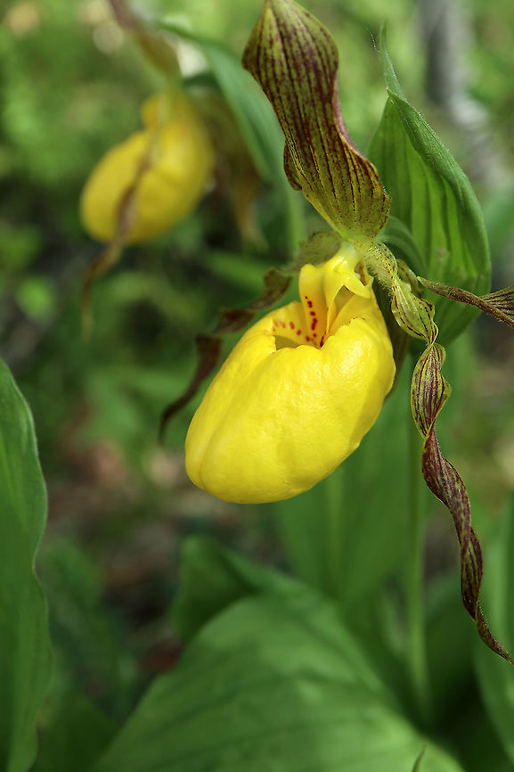 Yellow Lady's Slipper Orchid A small batch blooming underneath a cedar tree is the Yellow Lady&#039;s Slipper (Cypripedium parviflorum) Orchid at the Marlborough Forest, Ottawa, Ontario, Canada. Canada,Cypripedium parviflorum,Geotagged,Marlborough Forest,Ontario,Ottawa,Spring,Yellow Lady's Slipper Orchid,Yellow lady's slipper