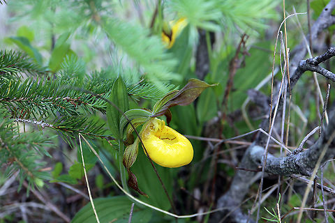 Yellow Lady's Slipper Orchid Amongst the brush the small Yellow Lady's Slipper (Cypripedium parviflorum) Orchid can be found at the Marlborough Forest, Ottawa, Ontario, Canada. Canada,Cypripedium parviflorum,Geotagged,Marlborough Forest,Ontario,Ottawa,Spring,Yellow Lady's Slipper Orchid,Yellow lady's slipper