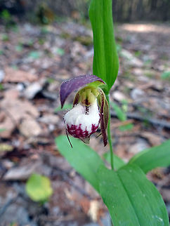 Ram's Head Lady's Slipper Orchid Deep in the woods amongst the cedar tree stand the small and delicate Ram's Head Lady's Slipper (Cypripedium arietinum) Orchid is found at the Marlborough Forest, Ottawa, Ontario, Canada. Conservation Status: vulnerable (N3N4) in Canada (NatureServe). Canada,Cypripedium arietinum,Geotagged,Marlborough Forest,Ontario,Ottawa,Ram's Head Lady's Slipper Orchid,Ram's head lady's slipper,Spring,vulnerable