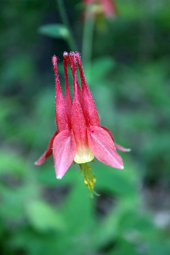 Wild Columbine Flowering next to the trail is Wild Columbine (Aquilegia canadensis) at the Marlborough Forest, Ottawa, Ontario, Canada. Aquilegia canadensis,Canada,Eastern Columbine,Geotagged,Marlborough Forest,Ontario,Ottawa,Spring,Wild Columbine