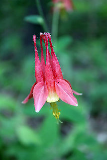 Wild Columbine Flowering next to the trail is Wild Columbine (Aquilegia canadensis) at the Marlborough Forest, Ottawa, Ontario, Canada. Aquilegia canadensis,Canada,Eastern Columbine,Geotagged,Marlborough Forest,Ontario,Ottawa,Spring,Wild Columbine