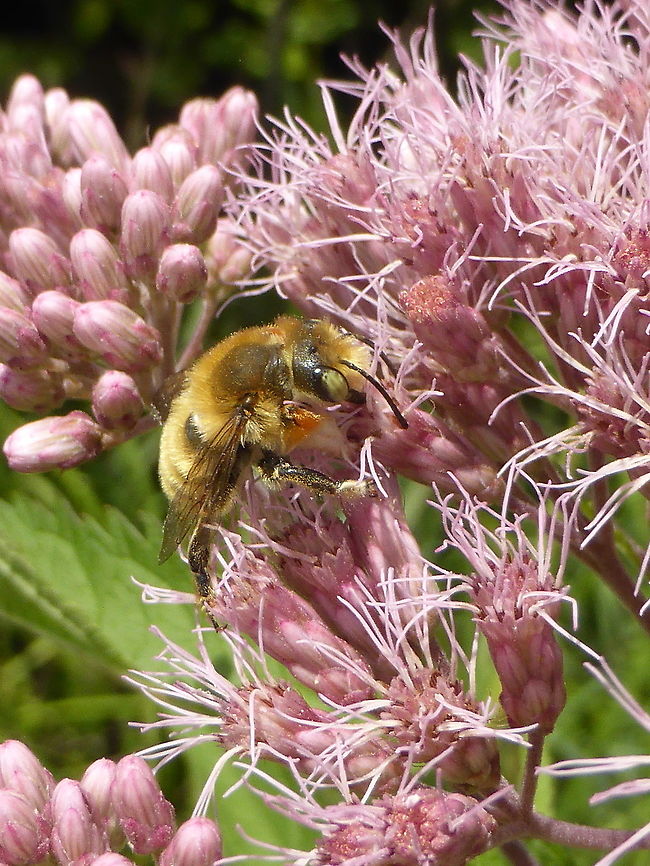 Broad-handed Leafcutter Bee A Broad-handed Leafcutter Bee (Megachile latimanus) on Spotted Joe Pye Weed (Eutrochium maculatum) Alleyn-et-Cawood, Qu&eacute;bec, Canada. Alleyn-et-Cawood,Broad-handed Leafcutter Bee,Canada,Geotagged,Megachile latimanus,Québec,Summer