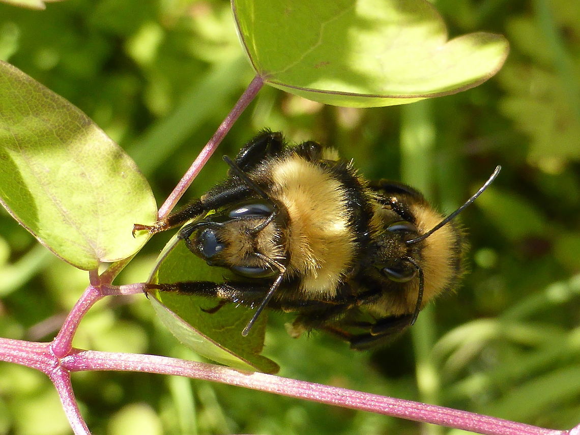 Northern Amber Bumble Bees Northern Amber Bumble Bees (Bombus borealis) mating at Alleyn-et-Cawood, Qu&eacute;bec, Canada. Alleyn-et-Cawood,Bombus borealis,Canada,Geotagged,Northern Amber Bumble Bees,Québec,Summer