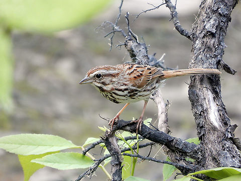 Song Sparrow Hunting bugs in the trees is a Song Sparrow (Melospiza melodia) Britannia Conservation Area, Mud Lake, Ottawa, Ontario, Canada. Britannia Conservation Area,Canada,Geotagged,Melospiza melodia,Mud Lake,Ontario,Ottawa,Song Sparrow,Spring