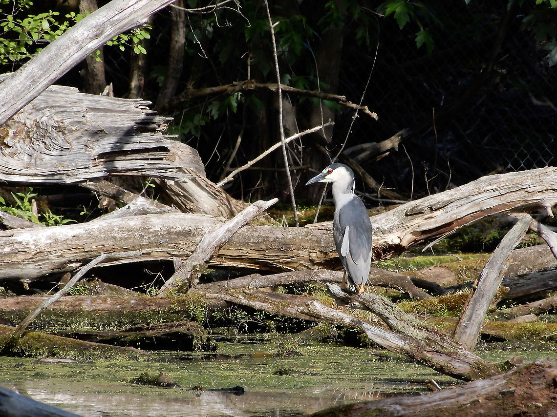 Black-crowned Night Heron Black-crowned Night Heron (Nycticorax nycticorax) Britannia Conservation Area, Mud Lake, Ottawa, Ontario, Canada. Black-crowned Night Heron,Black-crowned night heron,Britannia Conservation Area,Canada,Geotagged,Mud Lake,Nycticorax nycticorax,Ontario,Ottawa,Spring