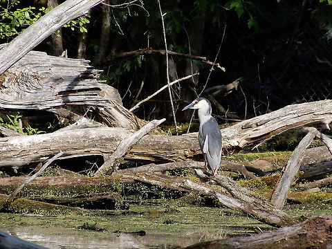 Black-crowned Night Heron Black-crowned Night Heron (Nycticorax nycticorax) Britannia Conservation Area, Mud Lake, Ottawa, Ontario, Canada. Black-crowned Night Heron,Black-crowned night heron,Britannia Conservation Area,Canada,Geotagged,Mud Lake,Nycticorax nycticorax,Ontario,Ottawa,Spring