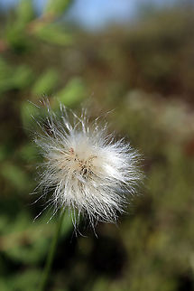 Tussock Cottongrass Amongst the low brush of the bog the Tussock Cottongrass (Eriophorum vaginatum) is found at Mer Bleue Conservation Area, Ottawa, Ontario, Canada. Ramsar site no. 755. Canada,Eriophorum vaginatum,Geotagged,Hares-tail cottongrass,Mer Bleue Conservation Area,Ontario,Ottawa,Spring,Tussock Cottongrass
