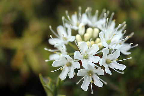 Labrador Tea All over the bog the Labrador Tea (Rhododendron groenlandicum) is in bloom at the Mer Bleue Conservation Area, Ottawa, Ontario, Canada. Ramsar site no. 755. Bog Labrador tea,Canada,Geotagged,Labrador Tea,Mer Bleue Conservation Area,Ontario,Ottawa,Rhododendron groenlandicum,Spring