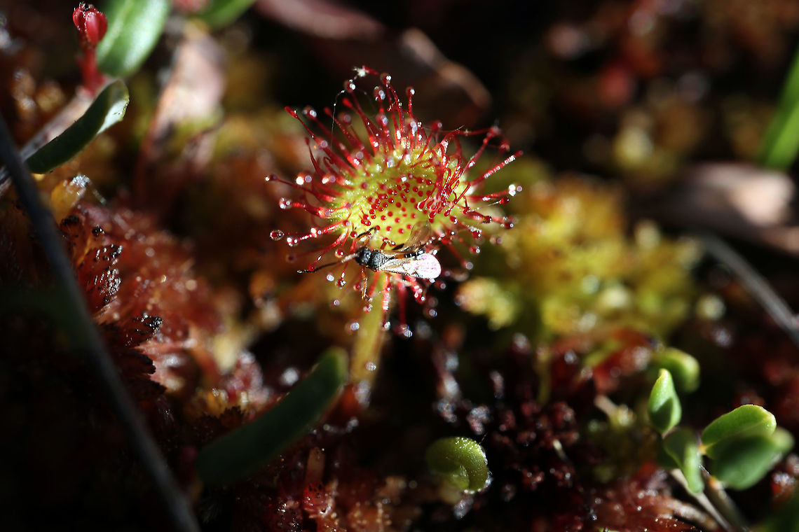Round-Leaved Sundew The Round-Leaved Sundew (Drosera rotundifolia) has captured its dinner at the Mer Bleue Conservation Area, Ottawa, Ontario, Canada. Ramsar site no. 755. Canada,Drosera rotundifolia,Geotagged,Mer Bleue Conservation Area,Ontario,Ottawa,Round-Leaved Sundew,Spring