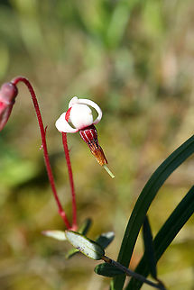 Small Cranberry Flower The Small Cranberry (Vaccinium microcarpum) flower in bloom at the Mer Bleue Conservation Area, Ottawa, Ontario, Canada. Ramsar site no. 755. Canada,Geotagged,Mer Bleue Conservation Area,Ontario,Ottawa,Small Cranberry,Spring,Vaccinium microcarpum