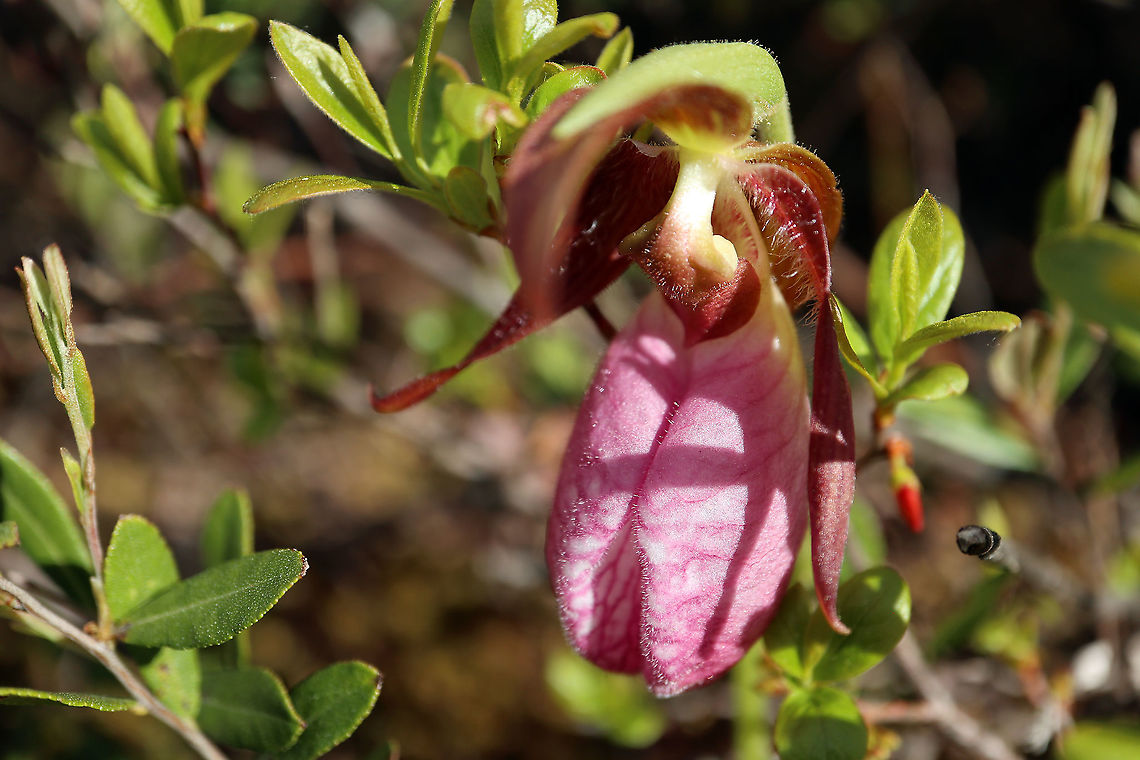 Pink Lady's Slipper/Moccasin Flower Orchids bloom amongst to low level brush of the bog, Pink Lady&#039;s Slipper/Moccasin Flower (Cypripedium acaule) Mer Bleue Conservation Area, Ottawa, Ontario, Canada. Ramsar site no. 755. Canada,Cypripedium acaule,Geotagged,Mer Bleue Conservation Area,Moccasin Flower,Ontario,Ottawa,Pink Lady's Slipper,Spring