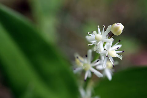 Three-leaf False Solomon's-seal A small patch of Three-leaf False Solomon's-seal (Maianthemum trifolium) in bloom at the bog, Mer Bleue Conservation Area, Ottawa, Ontario, Canada. Ramsar site no. 755. Canada,Geotagged,Maianthemum trifolium,Mer Bleue Conservation Area,Ontario,Ottawa,Spring,Three-leaf False Solomon's-seal