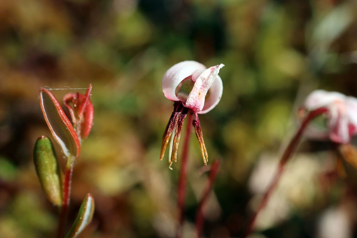 Small Cranberry Flower The flower of the Small Cranberry (Vaccinium microcarpum) Mer Bleue Conservation Area, Ottawa, Ontario, Canada. Ramsar site no. 755. Canada,Geotagged,Mer Bleue Conservation Area,Ontario,Ottawa,Small Cranberry,Spring,Vaccinium microcarpum
