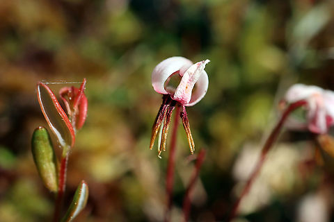 Small Cranberry Flower The flower of the Small Cranberry (Vaccinium microcarpum) Mer Bleue Conservation Area, Ottawa, Ontario, Canada. Ramsar site no. 755. Canada,Geotagged,Mer Bleue Conservation Area,Ontario,Ottawa,Small Cranberry,Spring,Vaccinium microcarpum