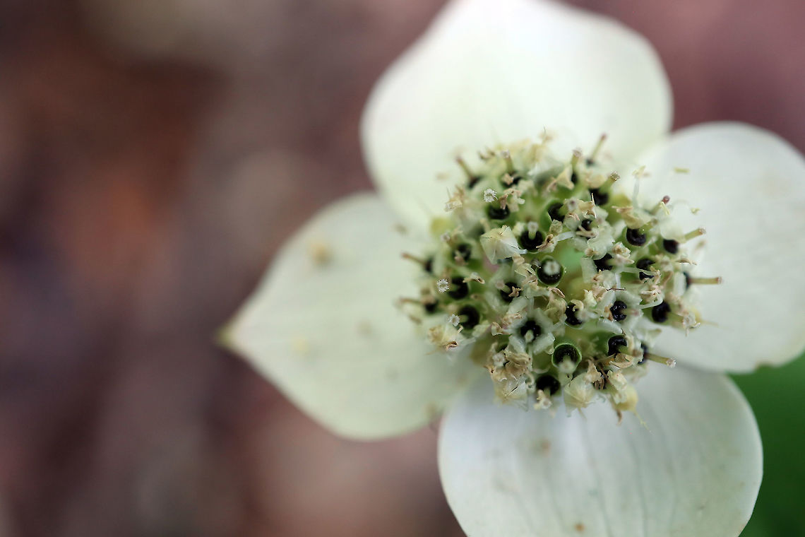 Bunchberry Flower Ina more wooded area of the bog the Bunchberry (Cornus canadensis) is found at the Mer Bleue Conservation Area, Ottawa, Ontario, Canada. Ramsar site no. 755. Bunchberry,Canada,Cornus canadensis,Geotagged,Mer Bleue Conservation Area,Ontario,Ottawa,Spring