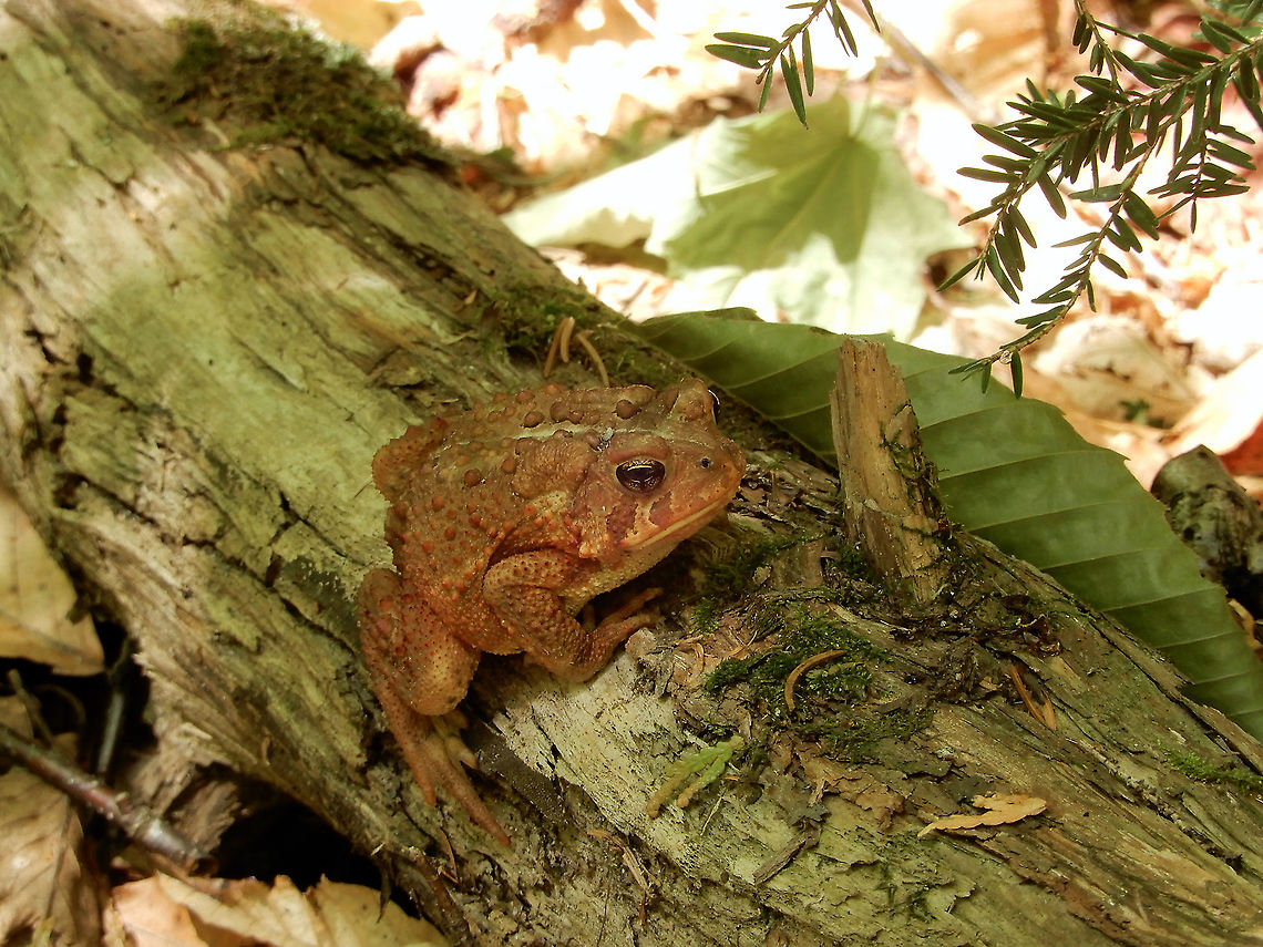 American Toad American Toad (Anaxyrus americanus) Whiskey Rapids Trail, Algonquin Provincial Park, Ontario, Canada. Algonquin Provincial Park,American Toad,American toad,Anaxyrus americanus,Canada,Geotagged,Ontario,Spring,Whiskey Rapids Trail