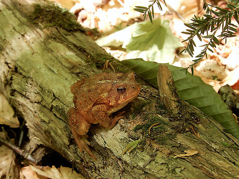 American Toad American Toad (Anaxyrus americanus) Whiskey Rapids Trail, Algonquin Provincial Park, Ontario, Canada. Algonquin Provincial Park,American Toad,American toad,Anaxyrus americanus,Canada,Geotagged,Ontario,Spring,Whiskey Rapids Trail