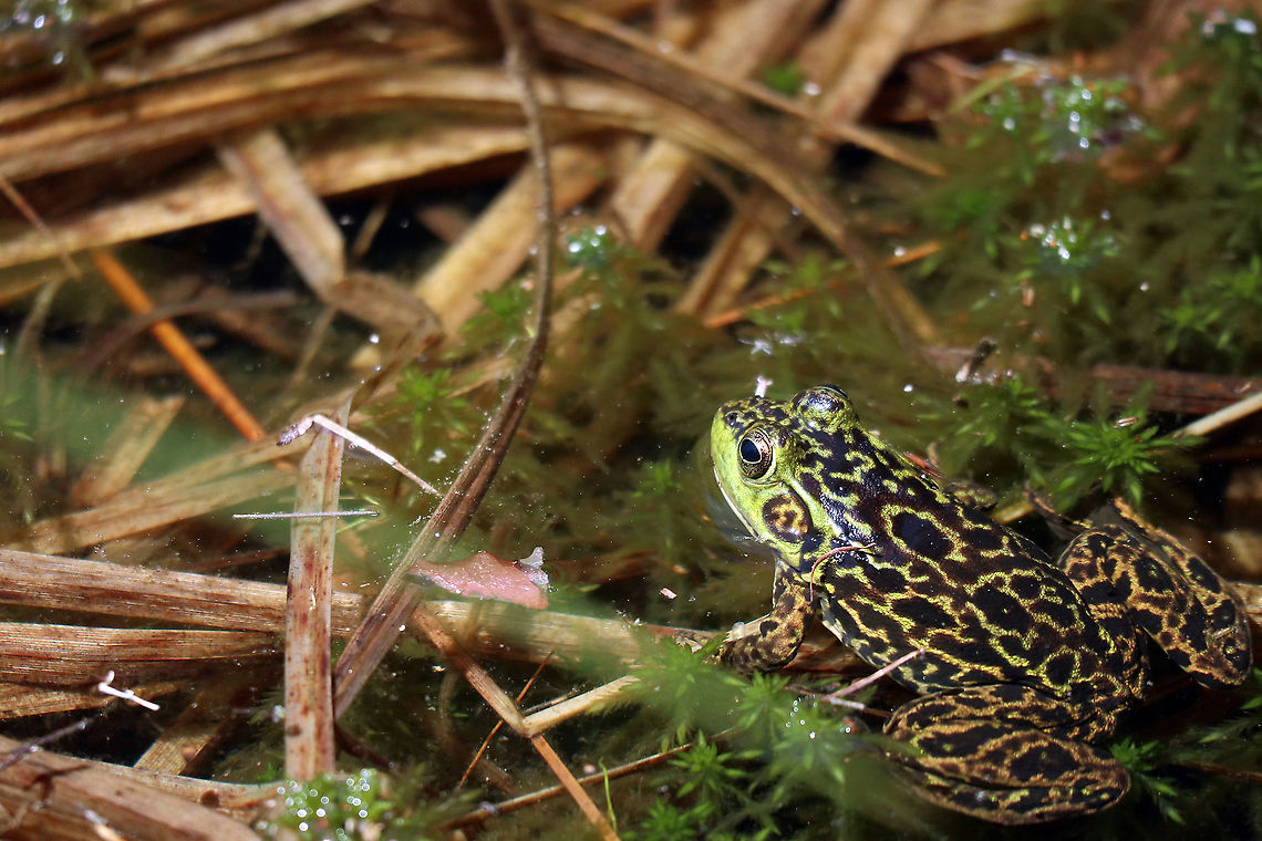 Mink Frog Mink Frog (Lithobates septentrionalis) Algonquin Provincial Park, Peck Lake Trail, Ontario, Canada. Algonquin Provincial Park,Canada,Geotagged,Lithobates septentrionalis,Mink Frog,Mink frog,Ontario,Peck Lake Trail,Spring