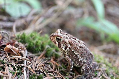 American Toad American Toad (Anaxyrus americanus) Beaver Pond Trail, Algonquin Provincial Park, Ontario, Canada. Algonquin Provincial Park,American Toad,American toad,Anaxyrus americanus,Beaver Pond Trail,Canada,Geotagged,Ontario,Spring
