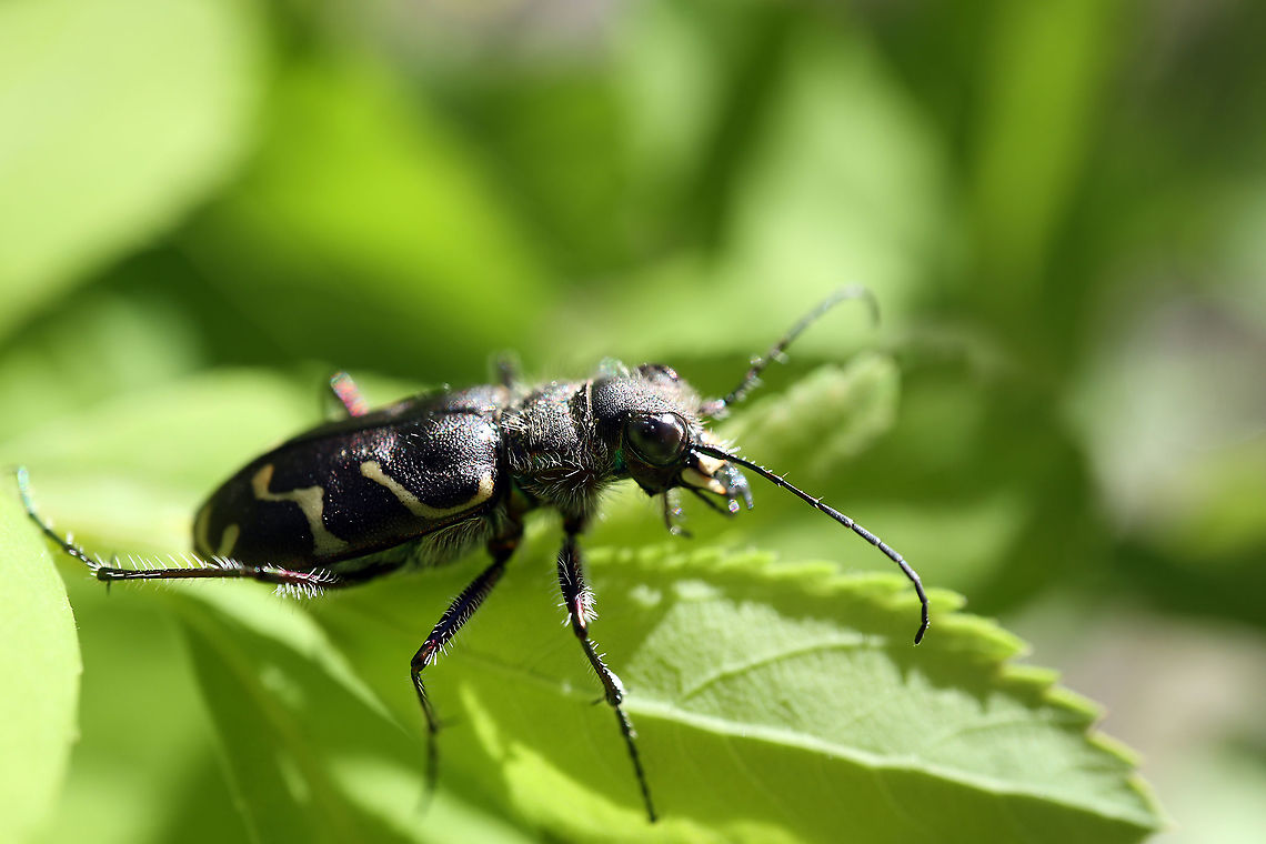 Oblique-lined Tiger Beetle Oblique-lined Tiger Beetle (Cicindela tranquebarica) Spruce Bog Trail, Algonquin Provincial Park, Ontario, Canada. Algonquin Provincial Park,Canada,Cicindela tranquebarica,Geotagged,Oblique-lined Tiger Beetle,Ontario,Spring,Spruce Bog Trail