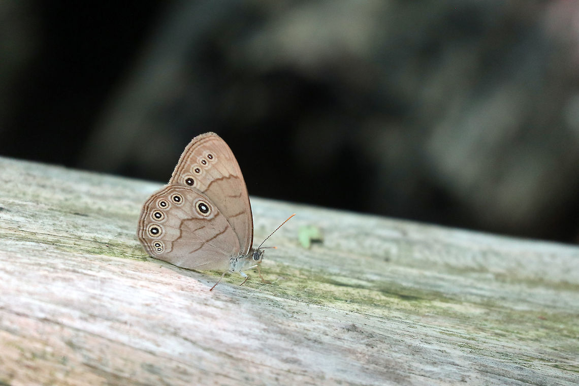 Appalachian Brown Butterfly Appalachian Brown (Lethe appalachia) on a log in the woods of the  Jack Pine Trail, Ottawa, Ontario, Canada. Appalachian Brown,Canada,Geotagged,Jack Pine Trail,Lethe appalachia,Ontario,Ottawa,Summer
